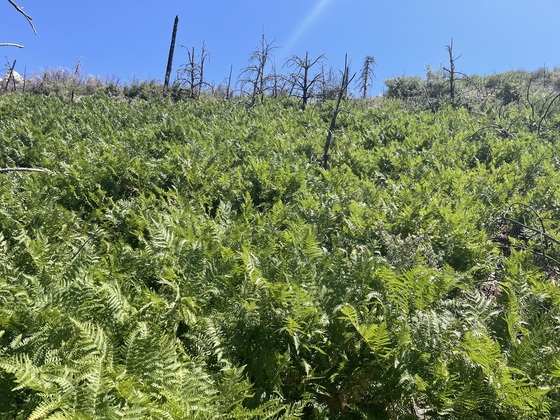 Coronado National Forest 