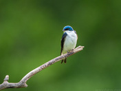 Tree Swallow