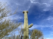 Saguaro National Park