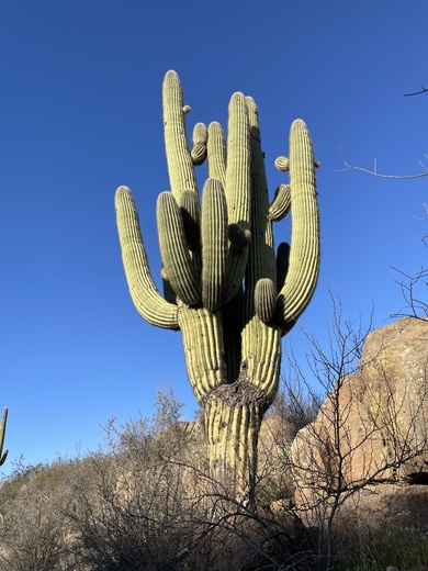 Las Cienegas National Conservation Area