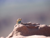 Canyonlands National Park