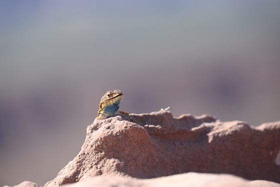 Canyonlands National Park