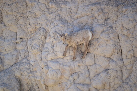 Badlands National Park