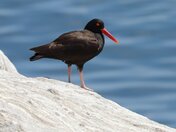 California Coastal National Monument