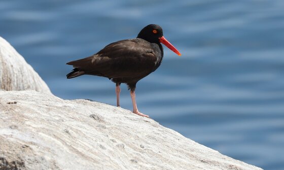 California Coastal National Monument
