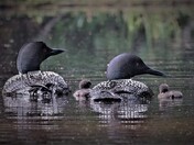 A young family begins their journey...