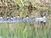 Goldeneye family