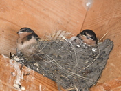 Babie Barn Swallows