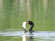 Double Creasted Cormorant and fish