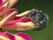 Jumping Spider on a Zinnia