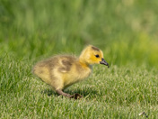 Gosling and Insect