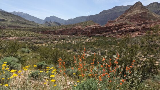 Virgin River Canyon Recreation Area