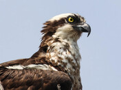 Osprey