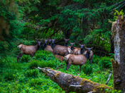 Olympic National Park