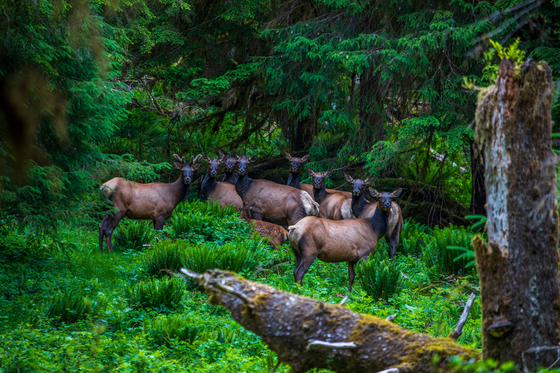 Olympic National Park
