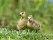 A Pair