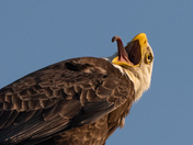 The elusive genus simmonus leucocephalus