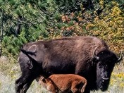 Wind Cave National Park
