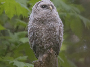 Barred Owlet on a Log
