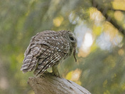 Late Bird Get's the Worm, Apparently