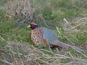 Ring-Neck Pheasant