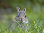 Baby Cottontail