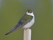Violet-Green Swallow