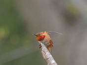 Rufous Hummingbird Stretch