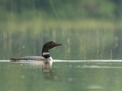 Common Loon