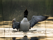 Common Loon Wing Stretch