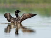 Common Loon Wing Stretch