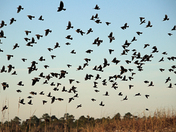 Gulf Islands National Seashore 