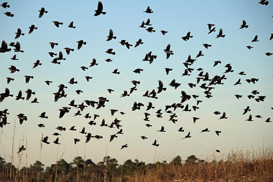Gulf Islands National Seashore 