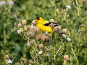 Goldfinch at golden hour