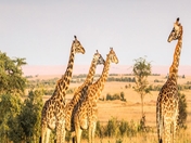 Book flights to Kenya | Cheap flight tickets to Kenya