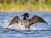 Common Loon