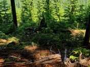 Mt. Hood National Forest