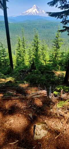 Mt. Hood National Forest