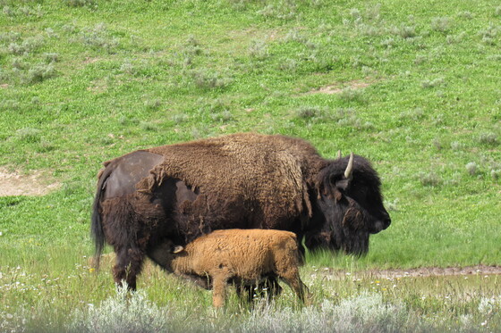 Yellowstone National Park 
