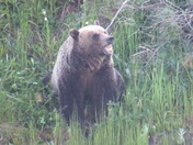 Yellowstone National Park 