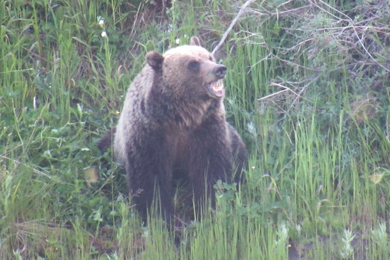 Yellowstone National Park 