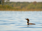 Early Morning Loon