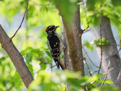 Fledgling