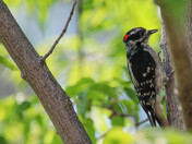 Woodpecker