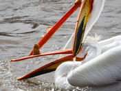 Attack
