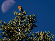 Plumas National Forest