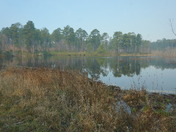 Carolina Sandhills National wildlife refuge