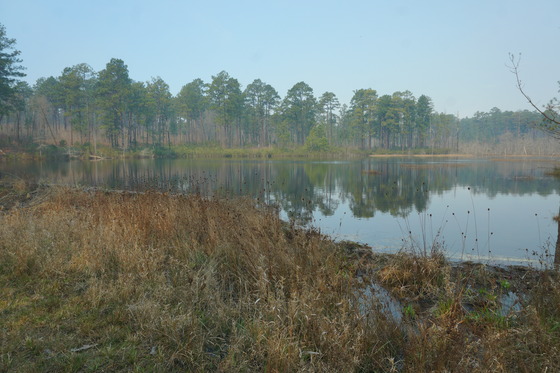 Carolina Sandhills National wildlife refuge