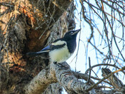 Magpie (fledgling)