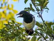 Magpie